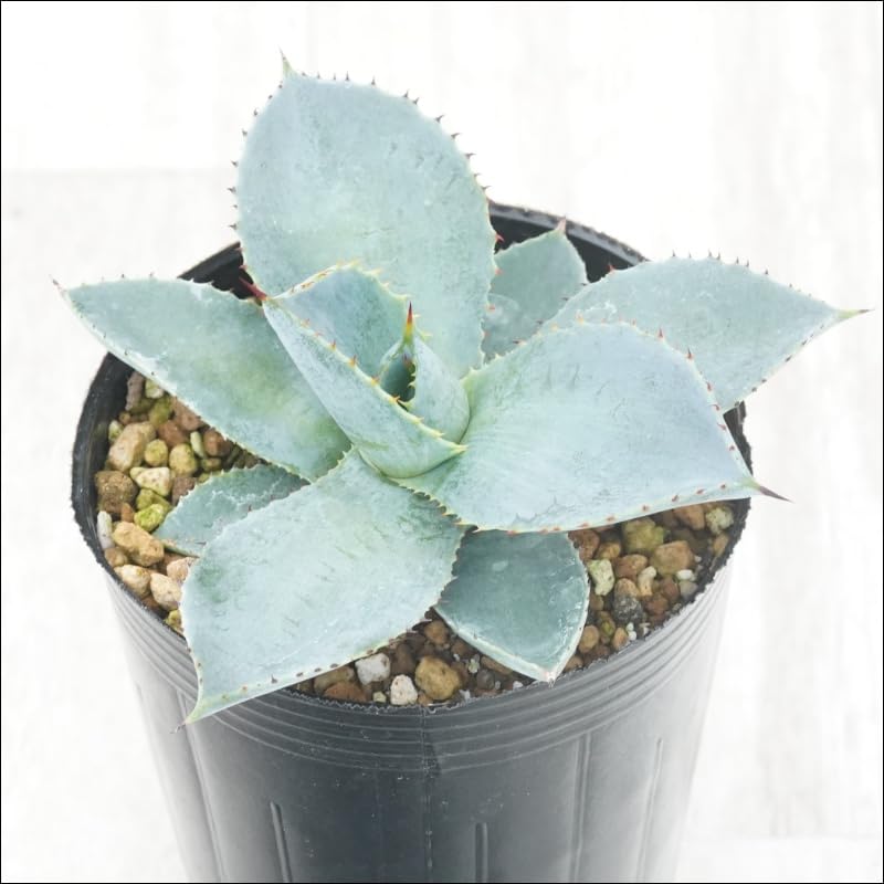 Amazon.co.jp: アガベ・ピグマエア「ドラゴン・トゥース」 3号ロング